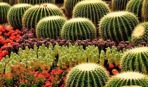 三、 三月：鲜花盛开的美好 (拍照打卡的好时候!)