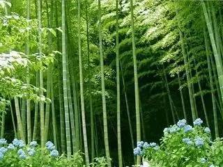 我梦见偷了别人竹子，结果被发现了吗？