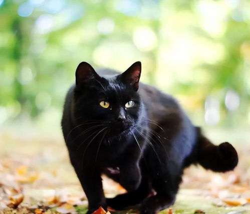 这100个沙雕猫名字，哪个最适合我家的小黑猫呢？