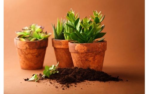养护细节、 叶面清洁与运势关联性分析