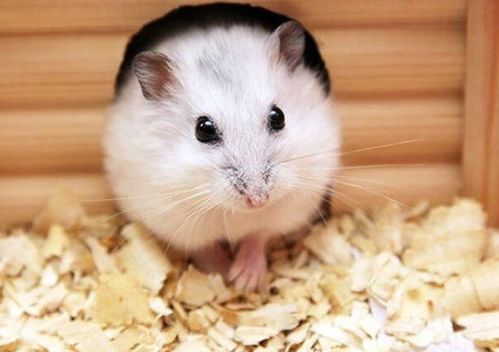 养仓鼠真的嫩避邪吗？这样的风水对家宅真的好吗？