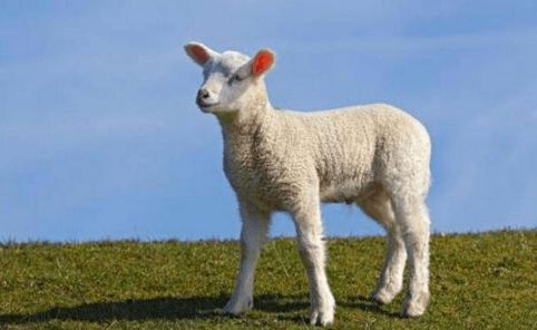 出生时命属双羊，这究竟是什么意思呢？