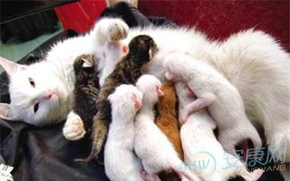 女人梦见生了只猫，难道不是生了两个小猫？