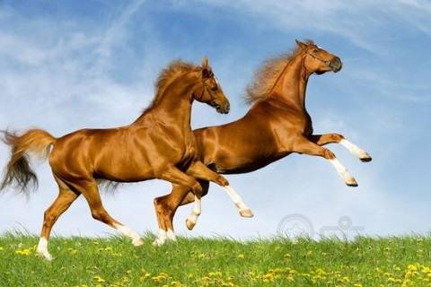 属马人2026年是否会遭遇不幸或成功转型？