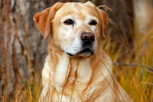 属狗和猪的人住哪一层楼最吉利，属龙狗住8层好吗？