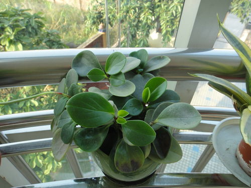 机理分析：从吸附到降解的多重过程