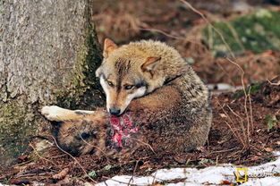 狼子野心的动物生肖为狗，为长尾：狗的生肖尾巴特长，是吗？