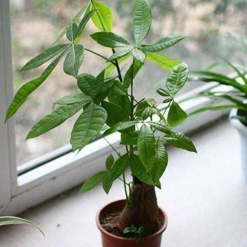 2.2 发财树之招财效果：聚财纳福与步步高升