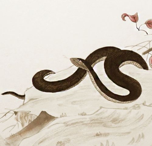 蛇蛇档案大公开