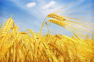 财运被梦玩坏了