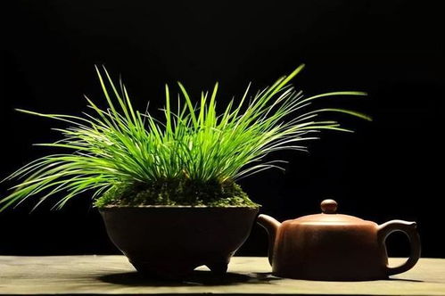 家里养石菖蒲对家居吉凶有影响吗？