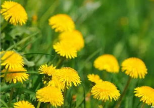 将过时黄花打一生肖，是哪个生肖的尾巴这么长？