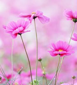 玄机字伦字和伦代表哪个生肖？生肖伦的含义是什么？