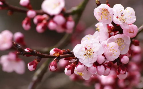 理智与现实的碰撞：8系列的冷酷