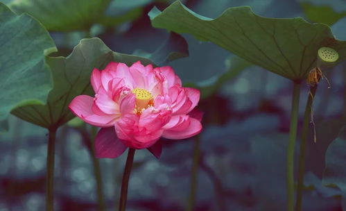 周公的野花解析手册