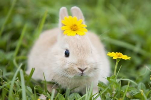 属兔的人会克哪些生肖，这是什么意思？