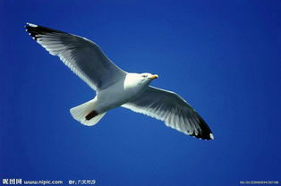 2. 喜鹊鸣叫与即时运势的反馈