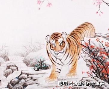 属虎人的婚姻和命运到底如何？易星堂嫩否揭示其中的奥秘？