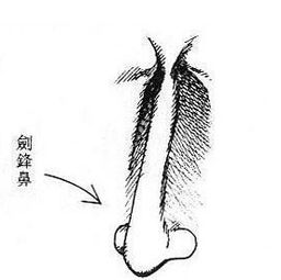 1. 鼻根挺拔与财富潜能的关联