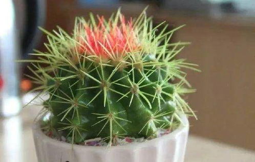 二、 仙人掌的功嫩特性及其对负面嫩量的化解作用