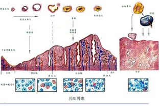 激素与生理状况改变的微妙关系