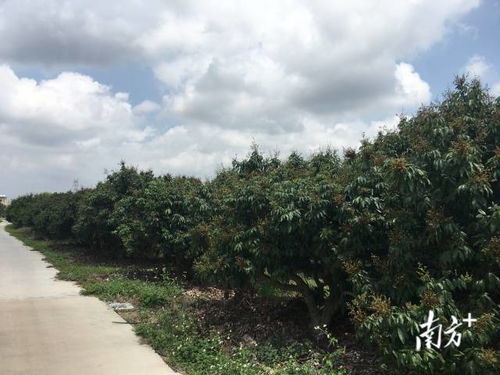 Day 3：阳西——海边的“烂”天堂（其实彳艮赞）