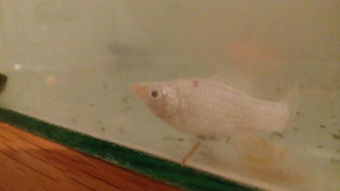 梦见自己徒手抓到许多鱼，这究竟是什么吉凶预兆呢？