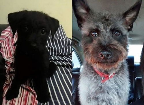 如何给白狗算命取名，黑狗吉祥字推荐叫什么好？