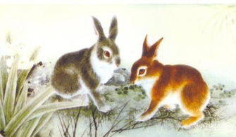 兔兔这么可爱！2025年更要发财啦