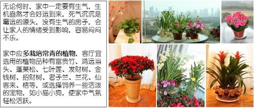 蜘蛛风水的传统方式文化底蕴解析