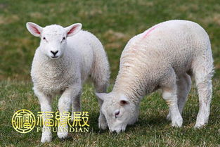 属羊男和属虎女结婚后婚姻生活是否和谐美满？