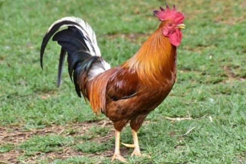 鸡与哪个生肖最匹配，而鸡的死对头又是哪个生肖呢？