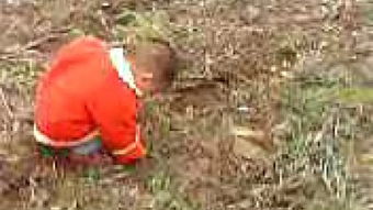 二、 地里捡花生の魔幻现实主义