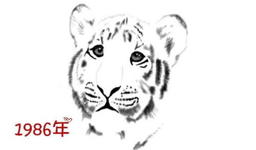 1986年属虎女2026年运势和感情运程会有哪些变化？