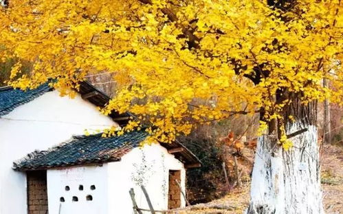 立体相框新景：打造秋日浪漫