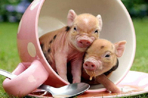 属羊女和属猪女合财运吗？妈妈属羊女儿属猪是否吉利？