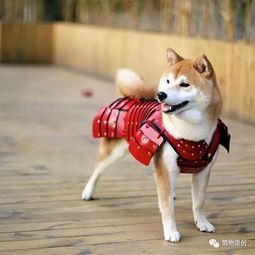 威风凛凛的生肖代表什么数字？狗生肖代表什么数字？狗行狼心指的是哪个生肖？