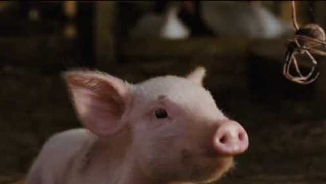 人怕出名猪怕壮所指的生肖是什么生肖？