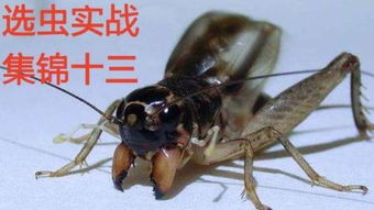 蟋蟀和蛐蛐分别代表哪个生肖？