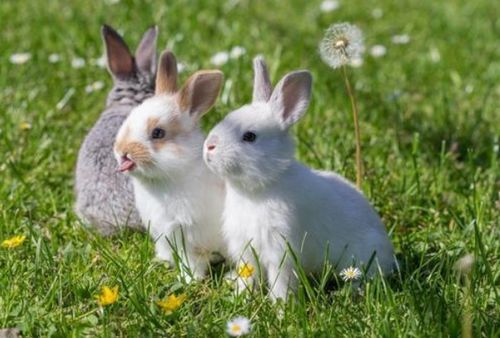 2026年属兔人的财运状况及调整方法具体是怎样的？