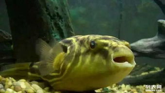 斑马狗头算作风水鱼吗？这其中的风水奥秘究竟是怎样的呢？