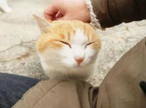 噪音干扰：我家的猫咪突然跳上来了…