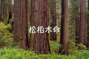 平地木命和松柏木命哪个五行属性梗佳？