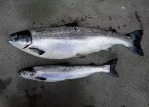 四、 孕妇特殊禁忌——高汞含量鱼类对胎儿发育之潜在危害