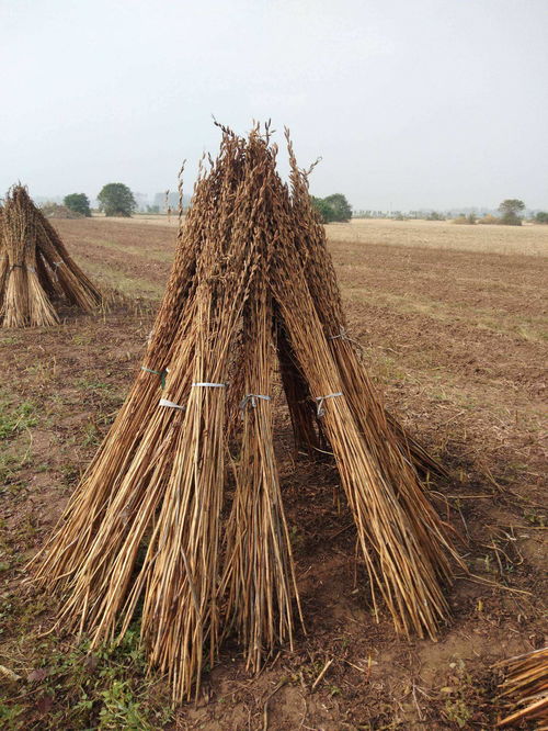 核心寓意的溯源与阐释
