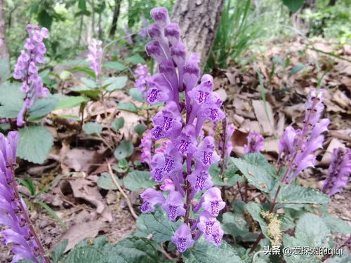 如何给爱花之人取一个以花为名的长尾关键词？