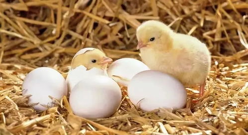 如何科学喂养刚出壳的小鸡，确保其健康成长？