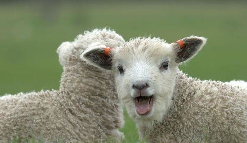 属羊男性最适合的配偶是谁？