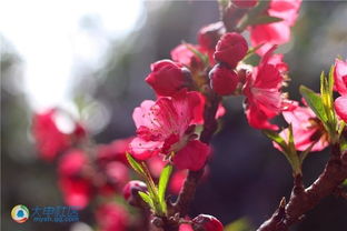 先来聊聊南汇桃花节的历史渊源吧