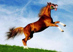 2019年属马人的运势如何？全年运势详解包括事业、爱情、健康等方面？